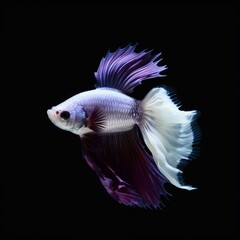 Fototapeta premium Portrait a beautiful betta fish isolated on black AI Generative