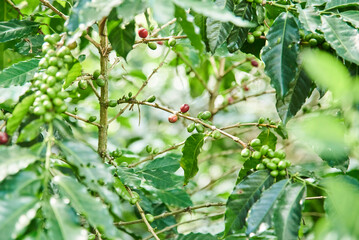 Coffee tree with many unripe coffee beans in its branches, in Santander, Colombia.