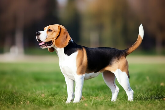 cute beagle posing in the park, pet photography