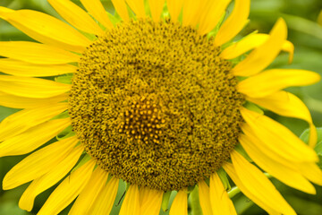 Yellow sunflowers bloom in a garden in Bangkok, Thailand