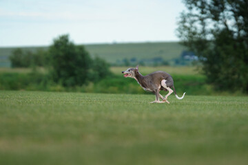 greyhound dog runs on the lawn. Whippet plays on grass. Active pet outdoors