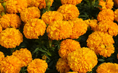 marigold flower blossom on the garden, flower yellow and orange marigold flowers for decorate garden