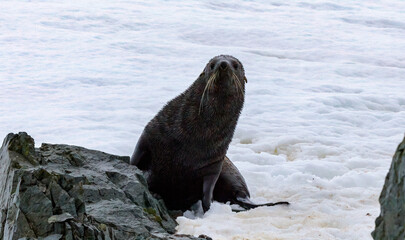 Obraz premium The Antarctic fur seal (Arctocephalus gazella)