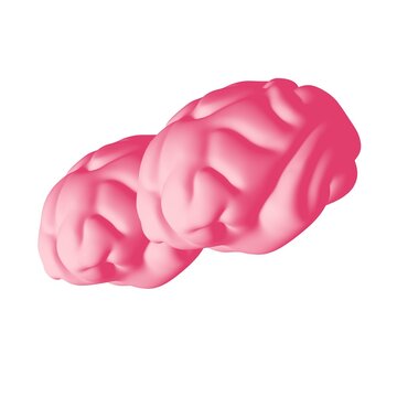 Human brain Anatomical Model.