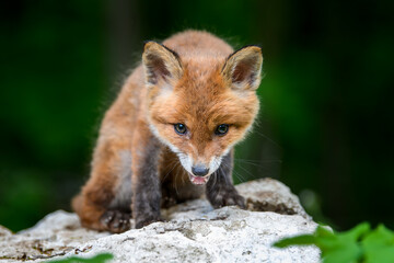 Naklejka na ściany i meble Red fox, vulpes vulpes, small young cub in forest on stone. Wildlife scene from nature