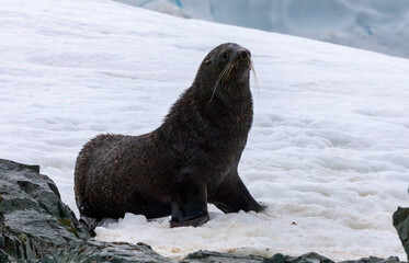 The Antarctic fur seal (Arctocephalus gazella)