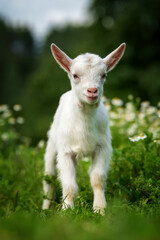 Naklejka na ściany i meble Baby goat standing on green grass with white flowers