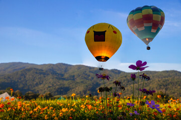 Beautiful colors of the hot air balloons flying on the cosmos flower field