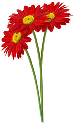 Transvaal daisy Flower Common daisy, marigold, red, color png