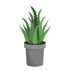 An aloe flower in a pot, a houseplant isolated on a white background.Vector illustration.
