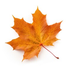 single maple leaf isolated on white background