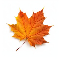 a maple leaf on white surface