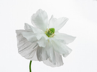 白いポピーの花のクローズアップ写真