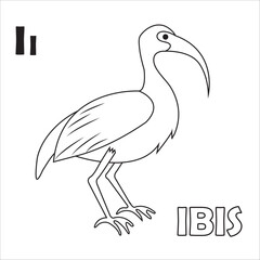 Ibis Bird Alphabet coloring pages for kids