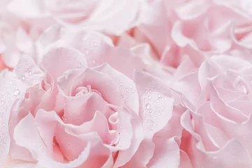 Badezimmer Foto Rückwand Pale pink white rose flower. Macro flowers background for holiday design © OLAYOLA