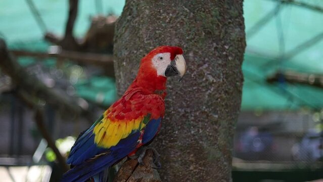 Image of a rescued Scarlet Macaw perched on a tree branch inside a wildlife refuge in Costa Rica, brightly colored macaw parrot