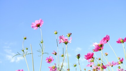 Obraz na płótnie Canvas Pink cosmos flower on blue sky background.