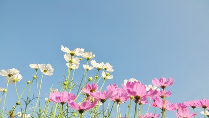 Pink and white cosmos flower on blue sky background.