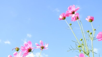 Pink cosmos flower on blue sky background.