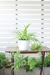 green chlorophytum comosum on white pot on wooden table white background