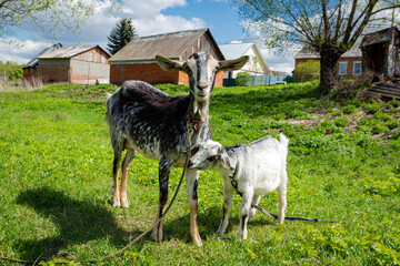 Fototapeta premium Goat and kid in a field on the edge of the village