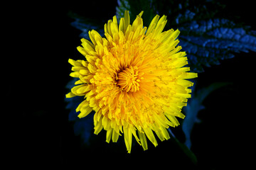 Yellow dandelion flower on dark background