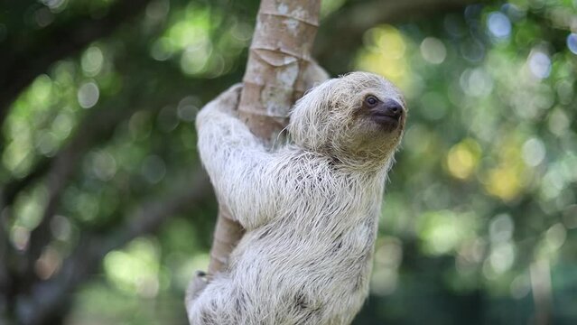 Close-up horizontal landscape of a sloth eating leaves and walking on a tree branch at a wildlife rescue center in the rainforest of Lim&oacute;n, Costa Rica