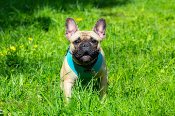 Fototapeta premium A French bulldog puppy walking on the grass.