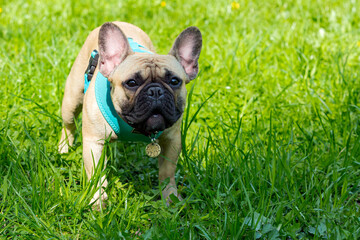 Fototapeta premium A French bulldog puppy walking on the grass.
