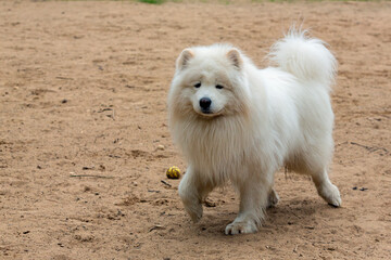A white Samoyed dog plays on a dog playground. Close-up..
