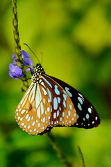 Naklejka na ściany i meble Blue Tiger butterfly