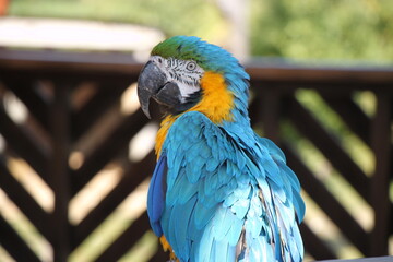 blue-and yellow-macaw (Ara ararauna) parrot