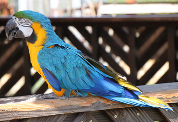 blue-and-golden macaw (Ara ararauna) parrot