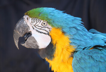 Portrait of blue and yellow macaw (Ara ararauna) parrot