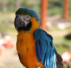 blue-and yellow-macaw (Ara ararauna) parrot