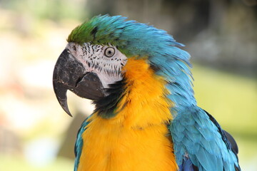 close up of blue-and-golden macaw (Ara ararauna) parrot