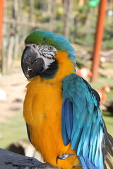 blue and yellow macaw (Ara ararauna) parrot in captivity