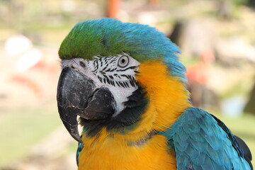 Portrait of blue and golden macaw (Ara ararauna) parrot