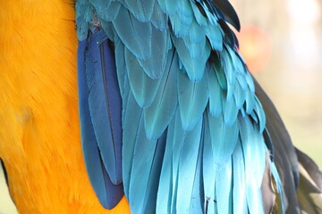 Obraz premium colourful feathers of blue and yellow macaw (Ara ararauna) parrot
