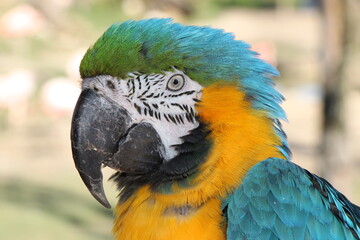 blue-and-golden macaw (Ara ararauna) parrot, Head in high detail