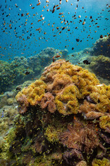 underwater video clips to see the beauty of the sea and the clarity of water in Chumphon Province, Thailand