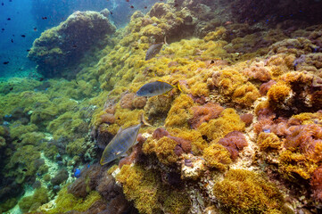 Naklejka na ściany i meble underwater video clips to see the beauty of the sea and the clarity of water in Chumphon Province, Thailand
