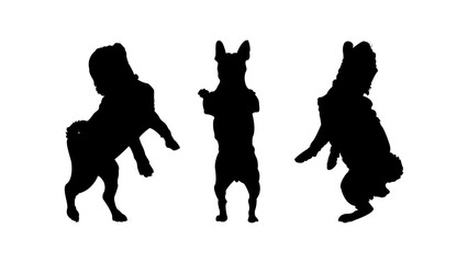 Silhouette of Standing Pug Dogs