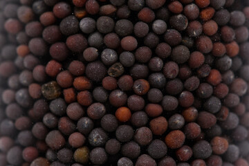 スパイス　ブラウンマスタード