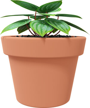 3D Render Botanical Potted Plant