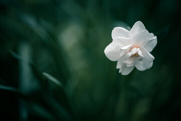 Fototapeta na wymiar A beautiful white narcissus flower on a green spring meadow with a shallow depth of field.