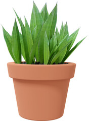 3D Render Potted Houseplant