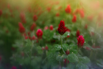 Beautiful spring flowers in wild nature. Background with flowers and strong blur effect. 
