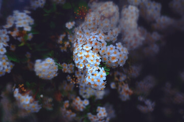 Beautiful spring flowers. Nature is waking up. 