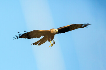 An eagle bird of prey flies in the sky and holds a frog prey